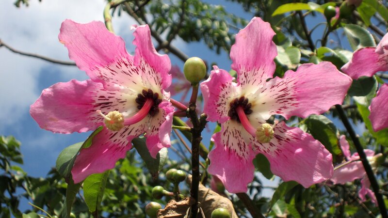 Pink Flowers on Tree — Serene, Afternoon