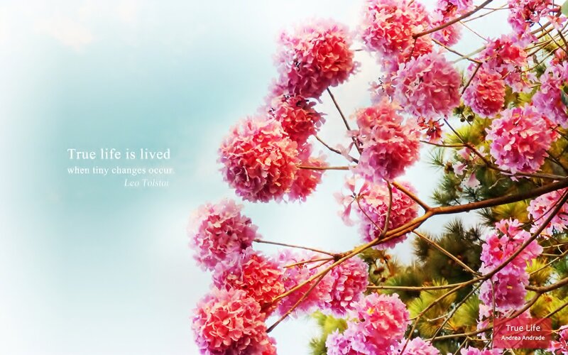 Pink Flowers on Tree — Serene, Spring