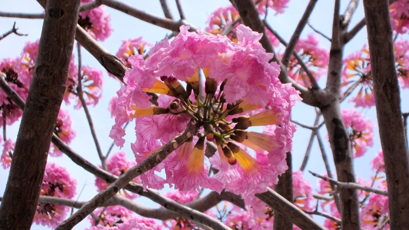 Pink Flowers on Tree — Serene