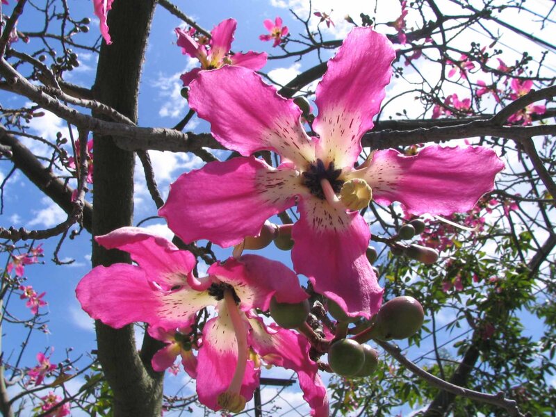 Pink Flowers on Tree