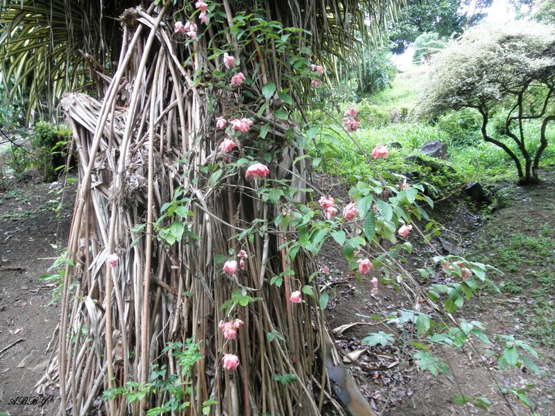 Pink Flowers on Tree Trunk