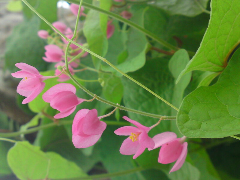 Pink Flowers on Vine — Calm