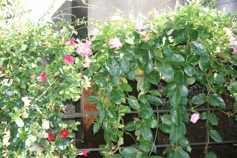 Pink Flowers on Vine — Green, Natural