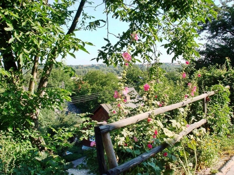 Pink Flowers on Vine — Green