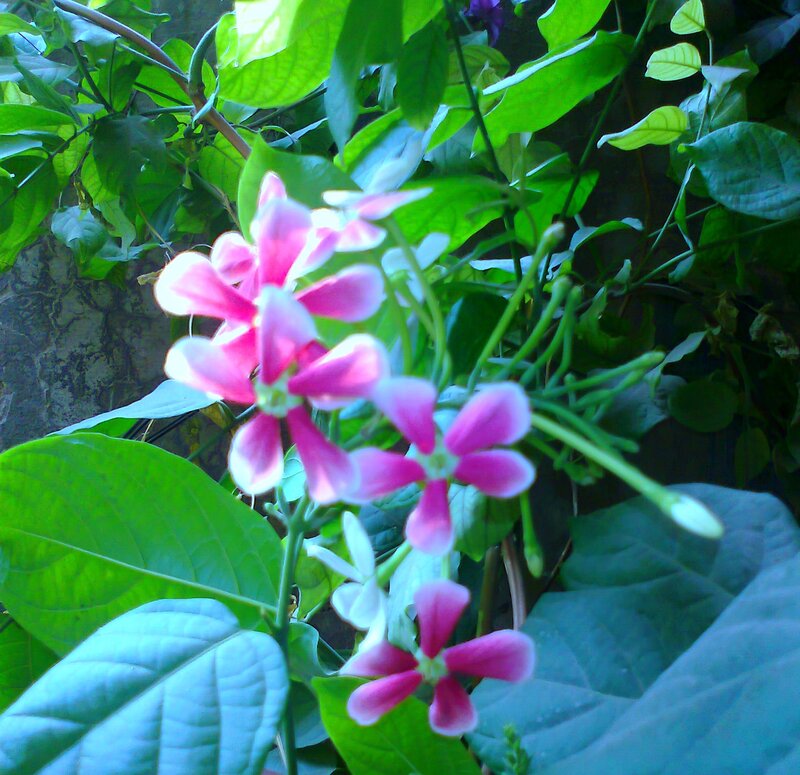 Pink Flowers on Vine — Natural