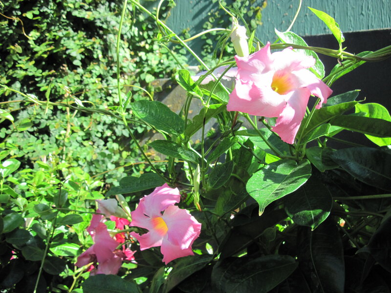 Pink Flowers on Vine — Serene, Afternoon