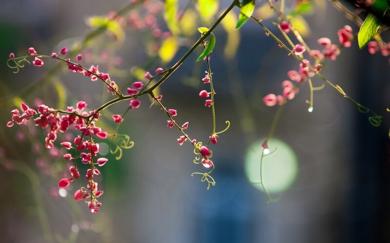 Pink Flowers on Vine — Serene, Morning, Photograph, Vines