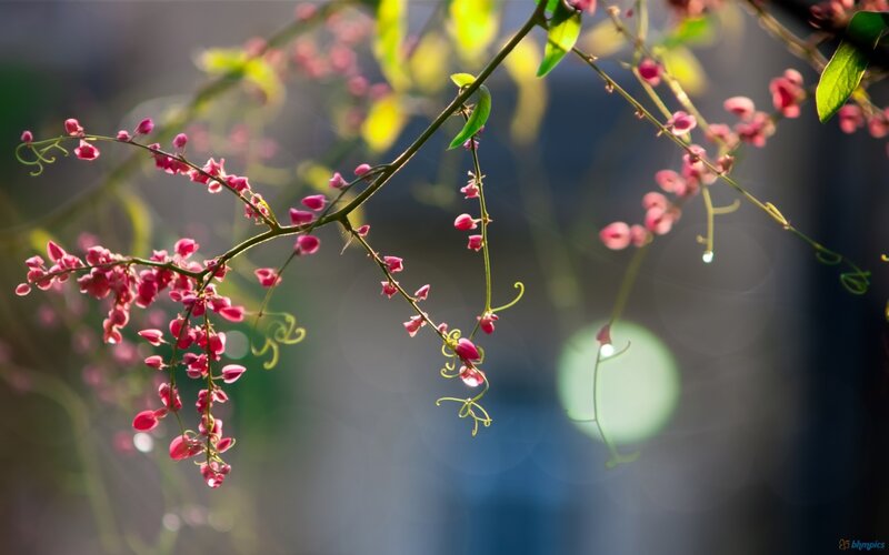 Pink Flowers on Vine — Serene, Morning