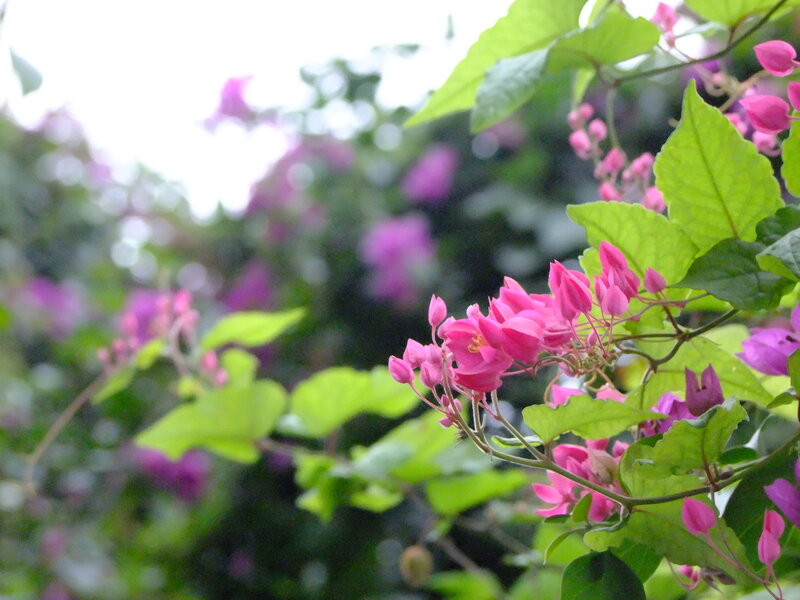 Pink Flowers on Vine — Serene