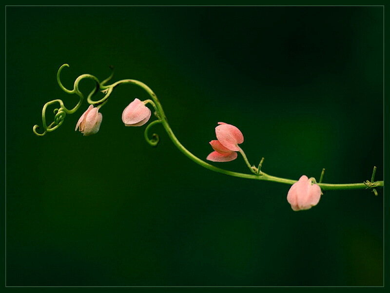 Pink Flowers on Vine