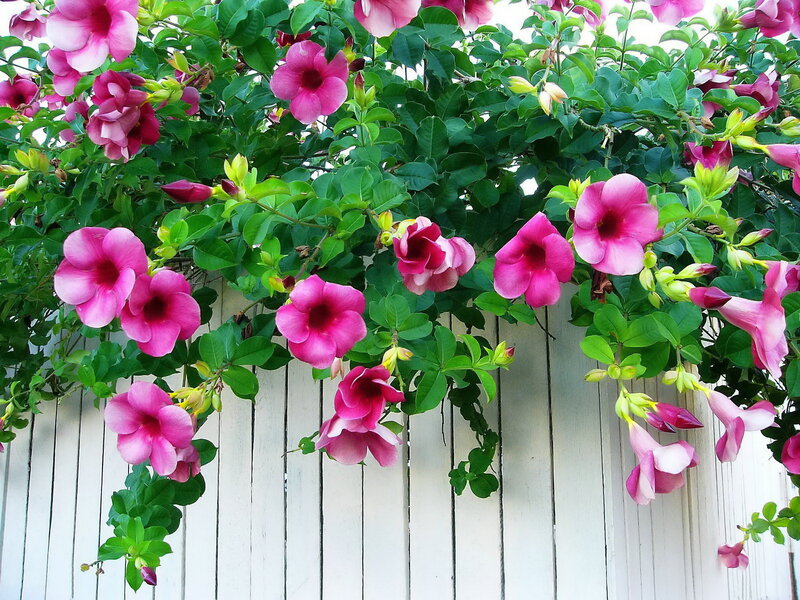 Pink Flowers on Vine — Vibrant