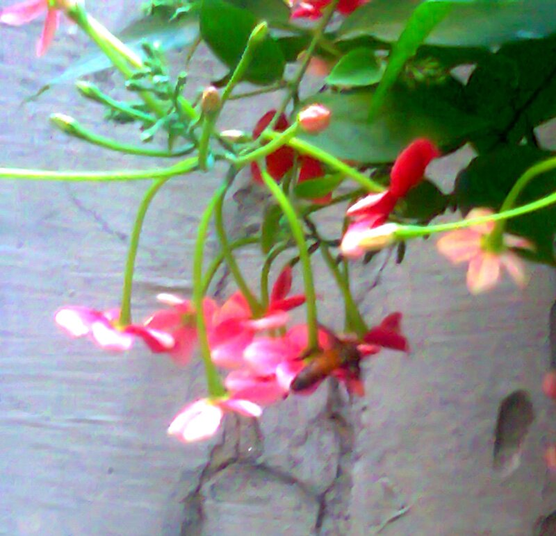 Pink Flowers on Vines — Calm