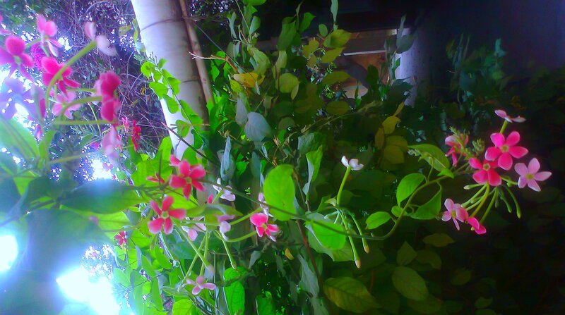 Pink Flowers on Vines — Serene