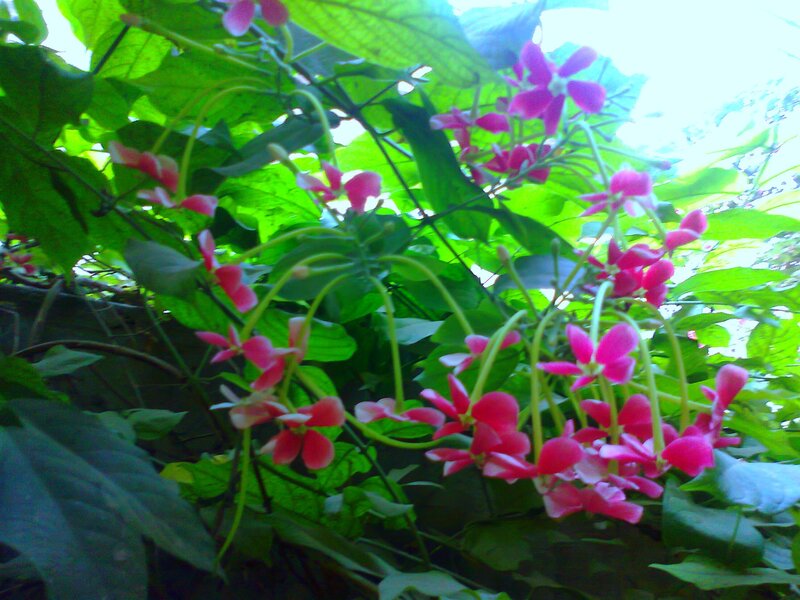 Pink Flowers on Vines