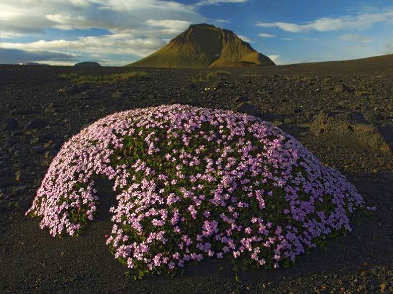 Pink flowers on volcanic rock
