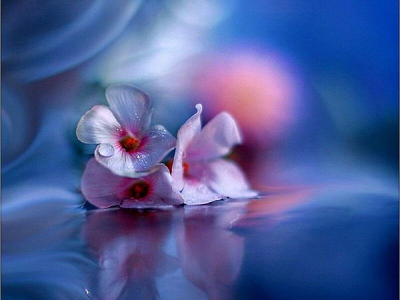 Pink Flowers on Water — Blue