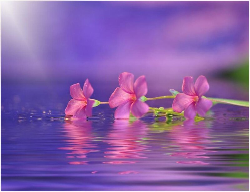 Pink Flowers on Water — Purple, Serene