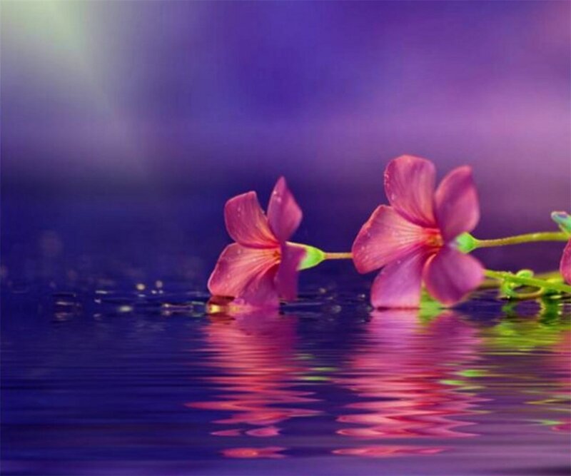 Pink Flowers on Water — Purple