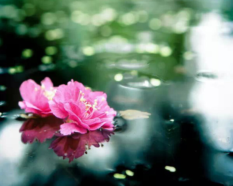 Pink Flowers on Water — Serene