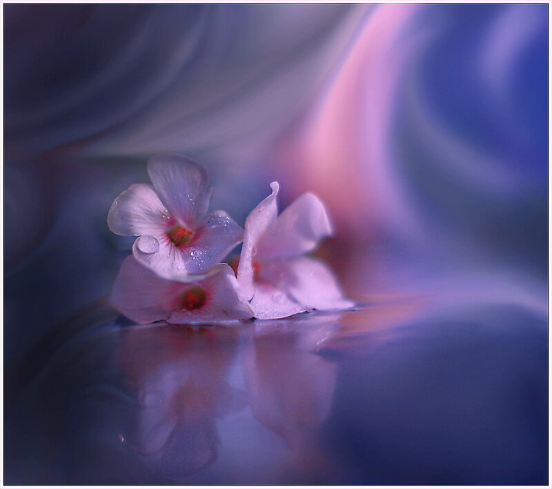 Pink Flowers on Water