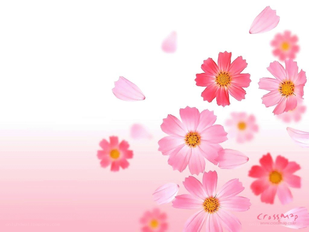 pink flowers on white background