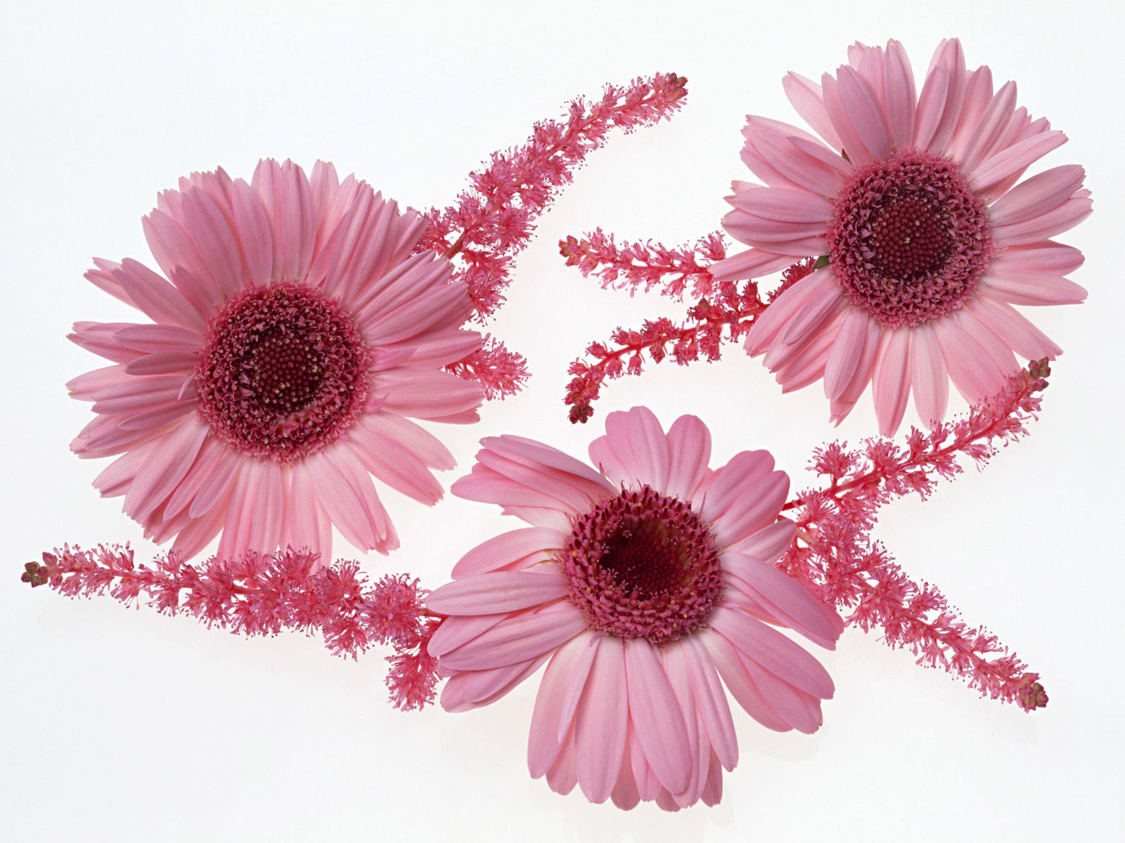 Pink flowers on white background
