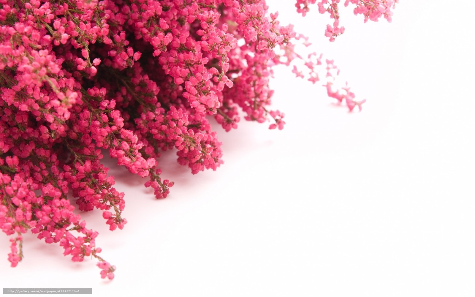 pink flowers on white background