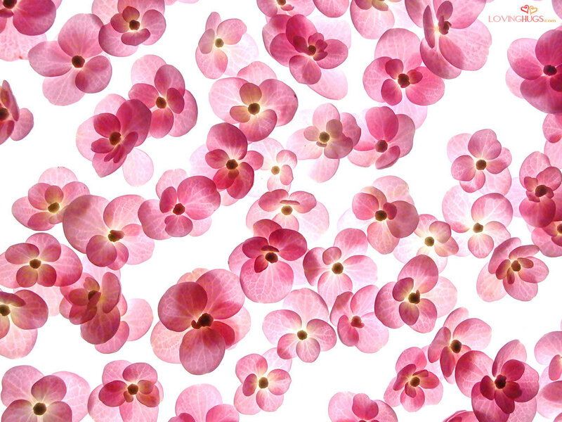 Pink Flowers on White — Calm