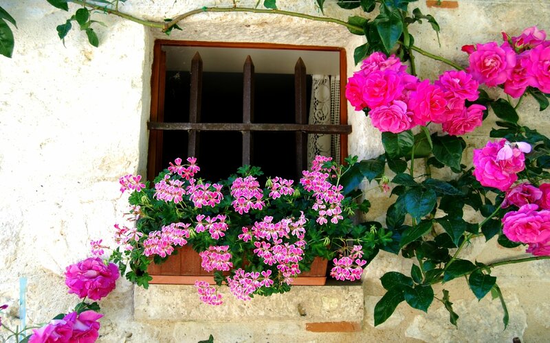 Pink Flowers on Window — Serene, Afternoon