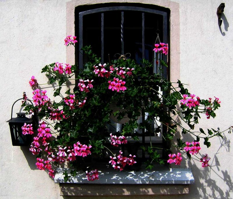Pink Flowers on Window — Serene
