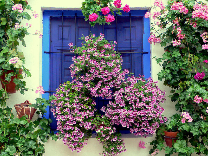 Pink Flowers on Window