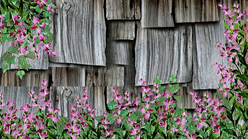 Pink Flowers on Wood