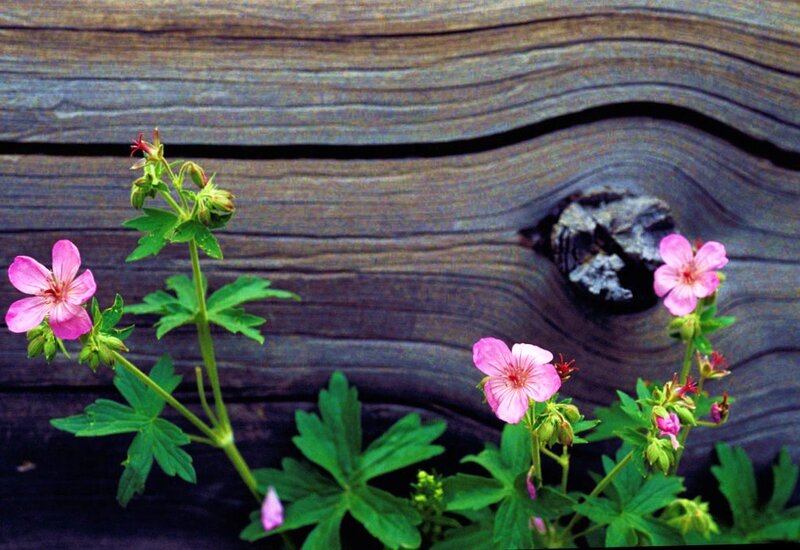 Pink flowers on wooden surface