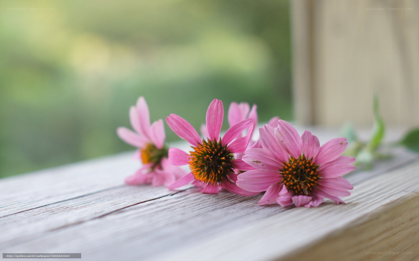 Pink flowers on wooden surface