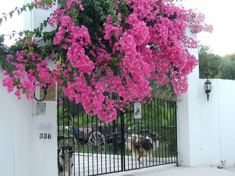 Pink flowers over a gate