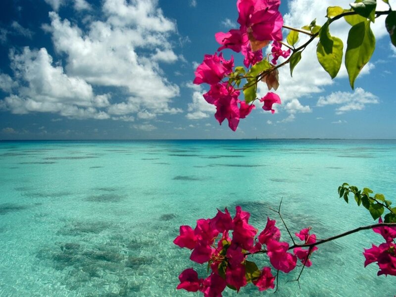 Pink Flowers over Ocean