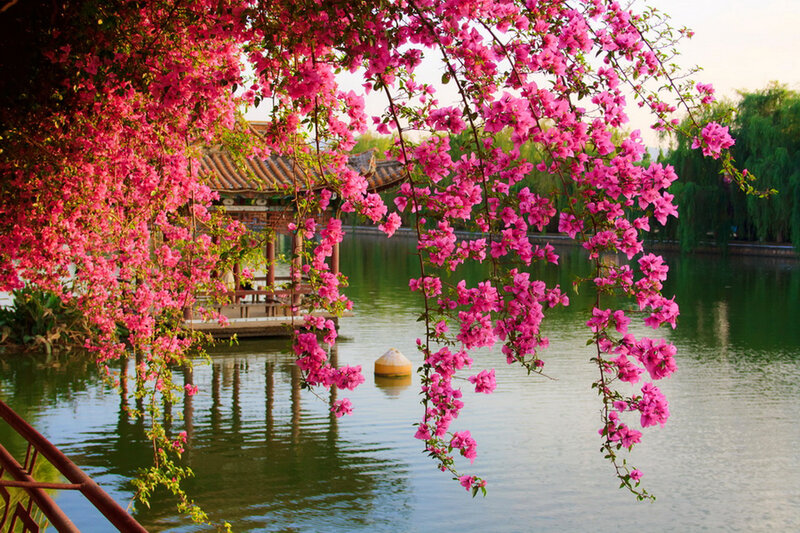 Pink Flowers over Pond