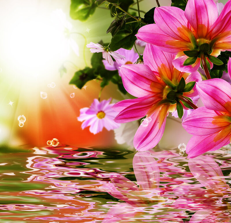 Pink Flowers over Water — Serene