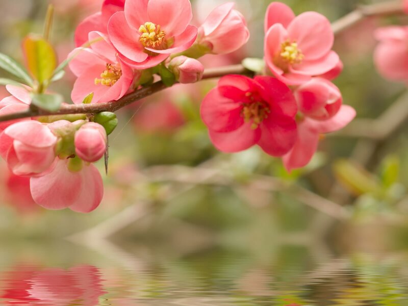 Pink flowers over water