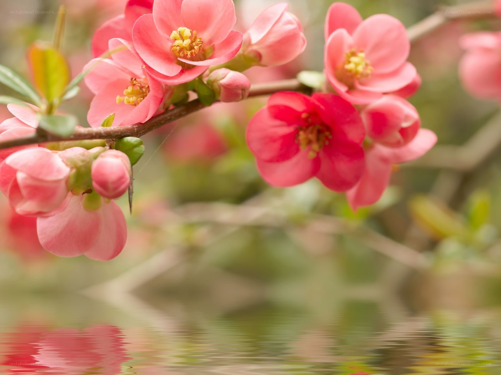 Pink flowers over water