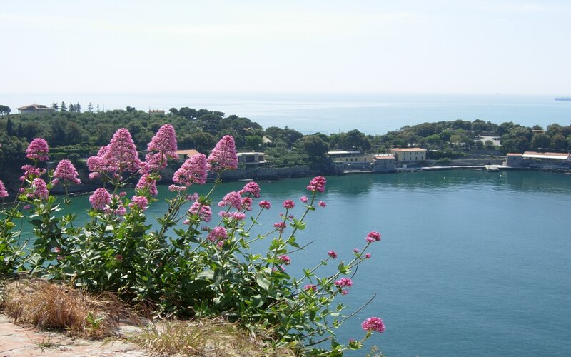 Pink flowers overlooking a coastal town
