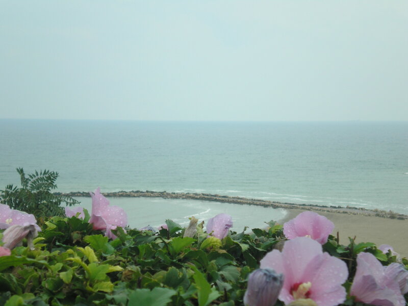 Pink flowers overlooking the sea