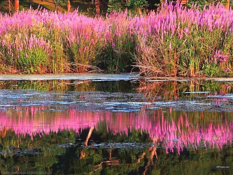 Pink flowers reflecting in a pond