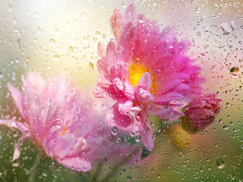 Pink flowers through raindrops