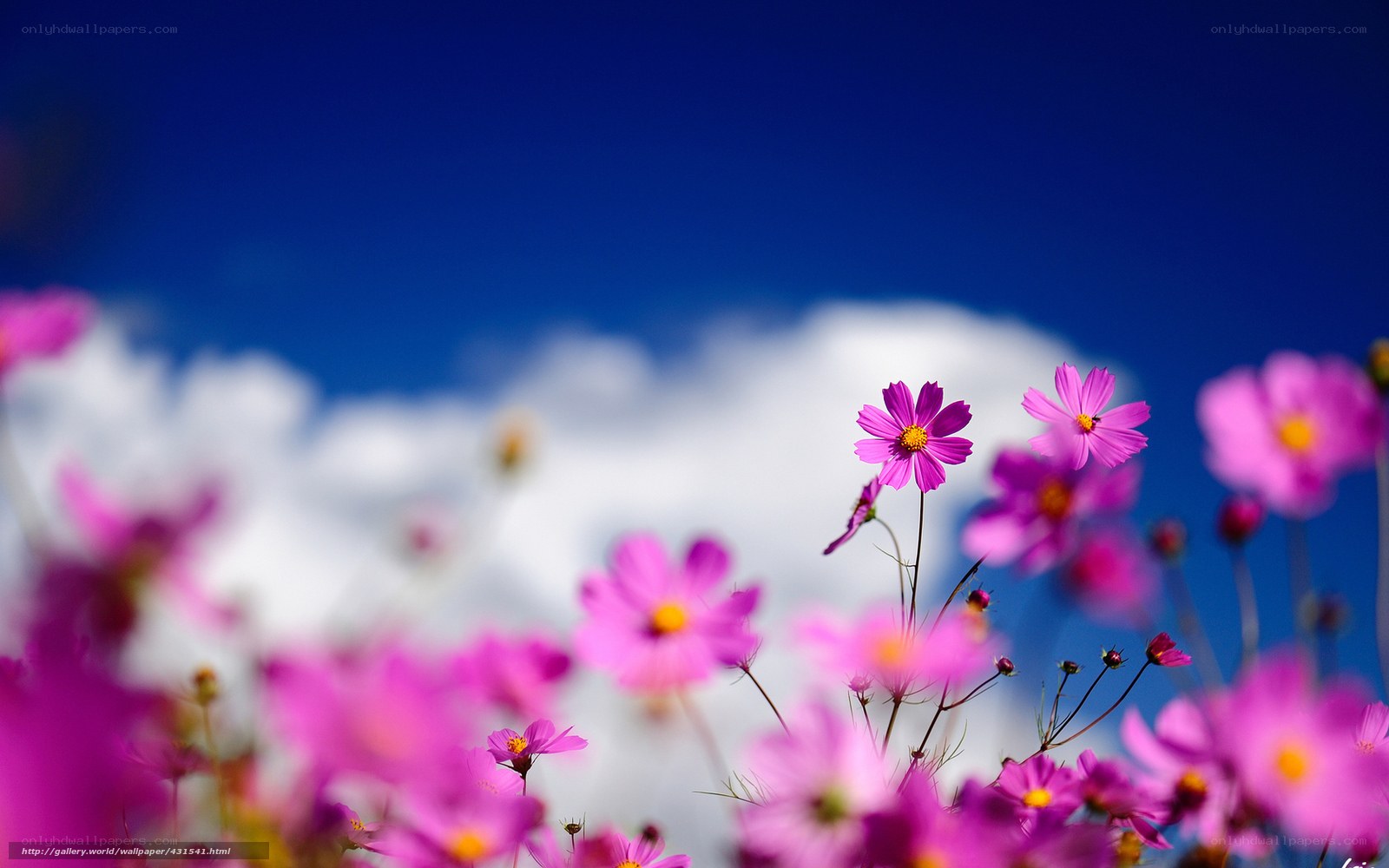 Pink flowers under blue sky