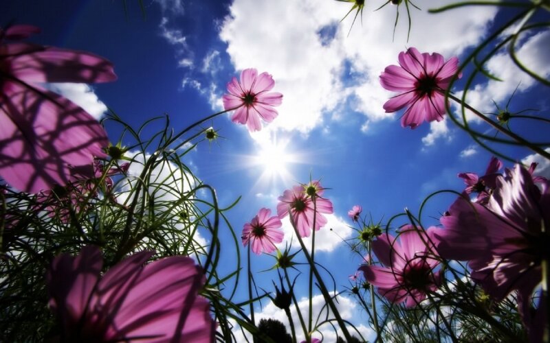 Pink flowers under blue sky