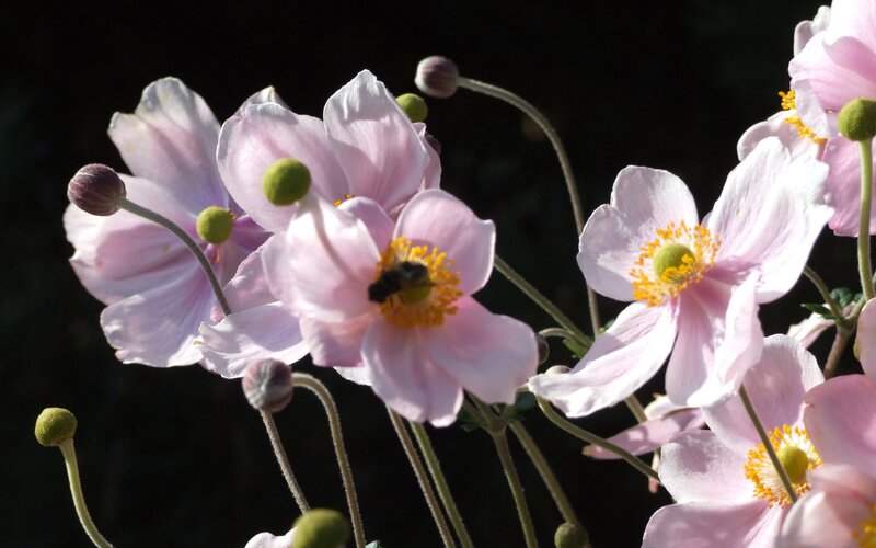 Pink flowers with a bee
