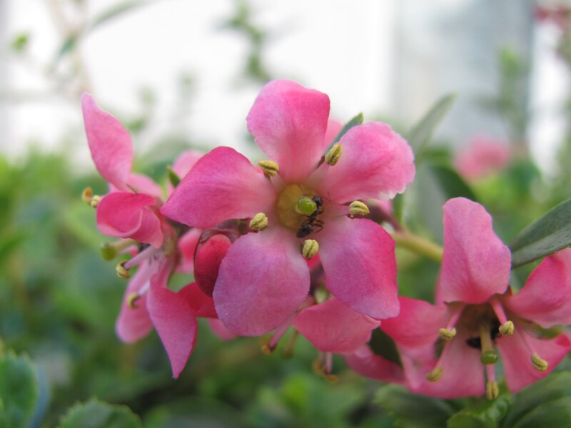 pink flowers with a bee