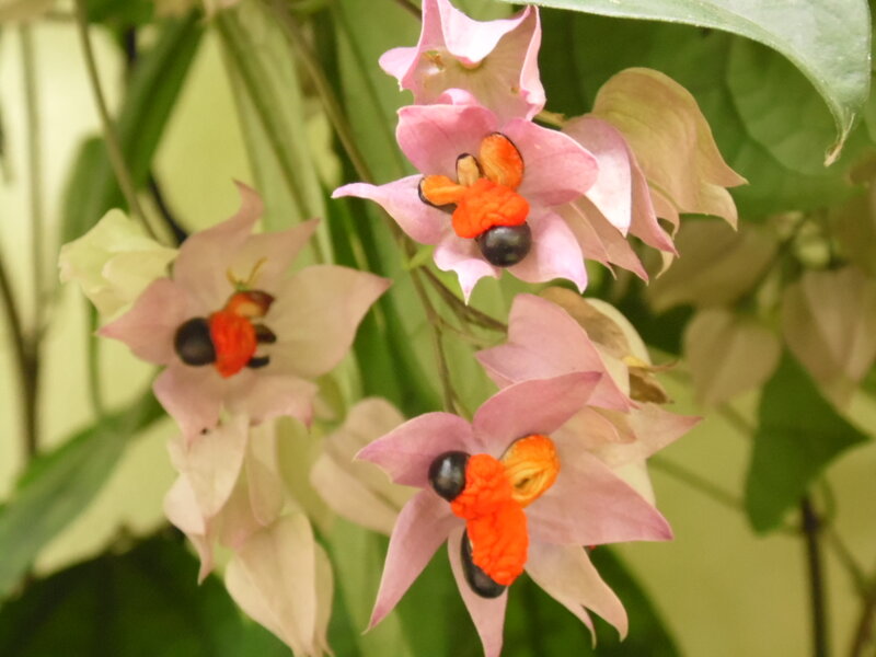 Pink Flowers with Black Seeds