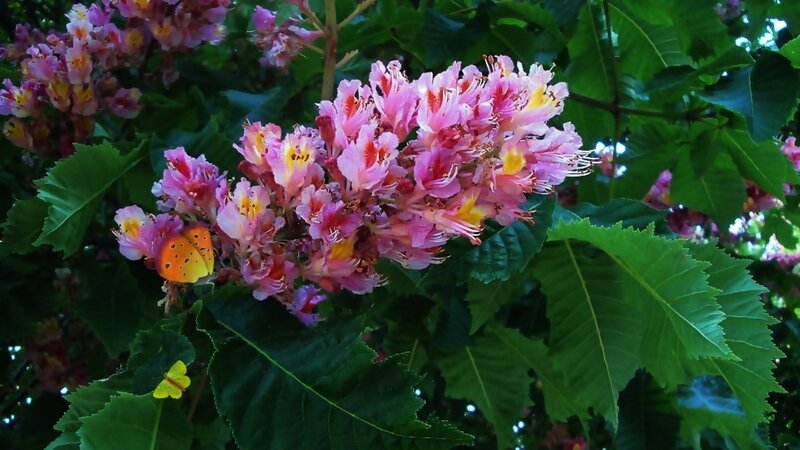 Pink Flowers with Butterflies